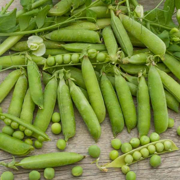 Légumes Secs - Pois Nain à Grain Ridé Karina - 20 m - BIO - face recto